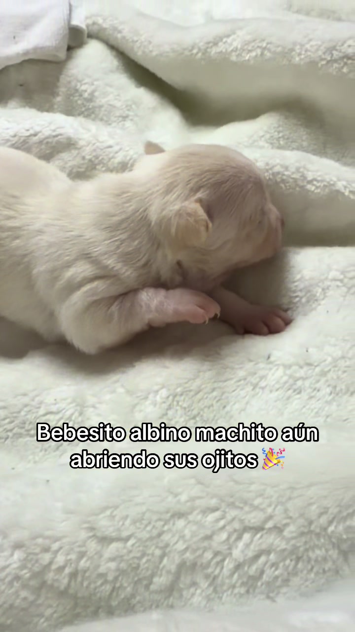 @chihuahuasbabies