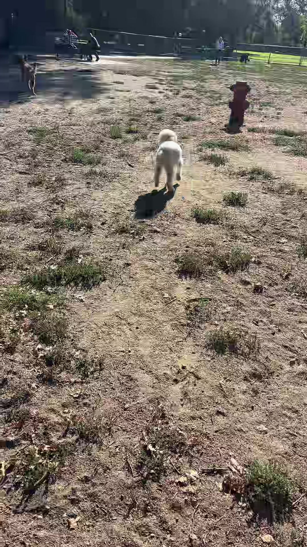 @preampetcare