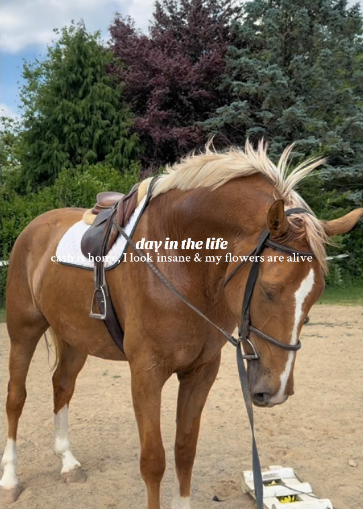 @Lunar Hill Equestrian
