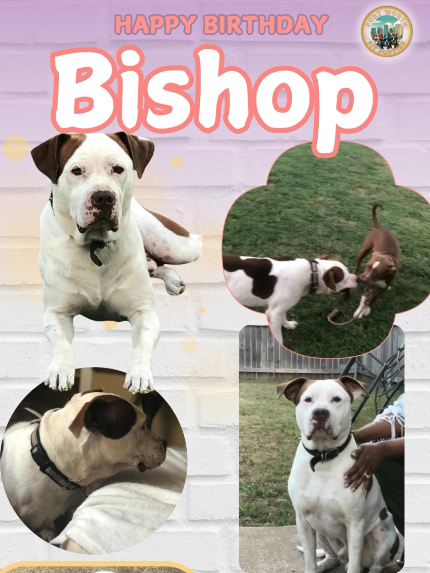 @Fort Worth Pit Puppies