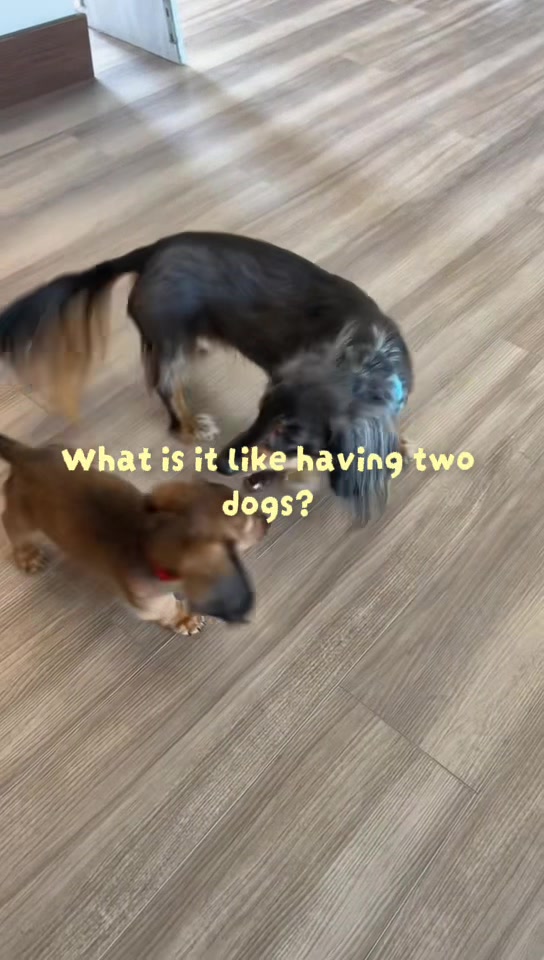@House of Glizzy: Gus & Reino🐾