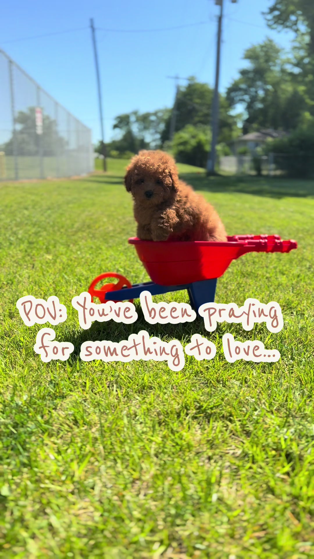 @Dannys Family Pets