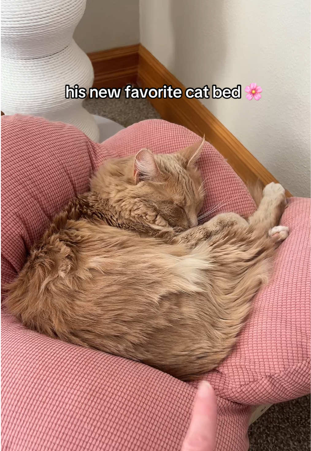 @Velvet Paws