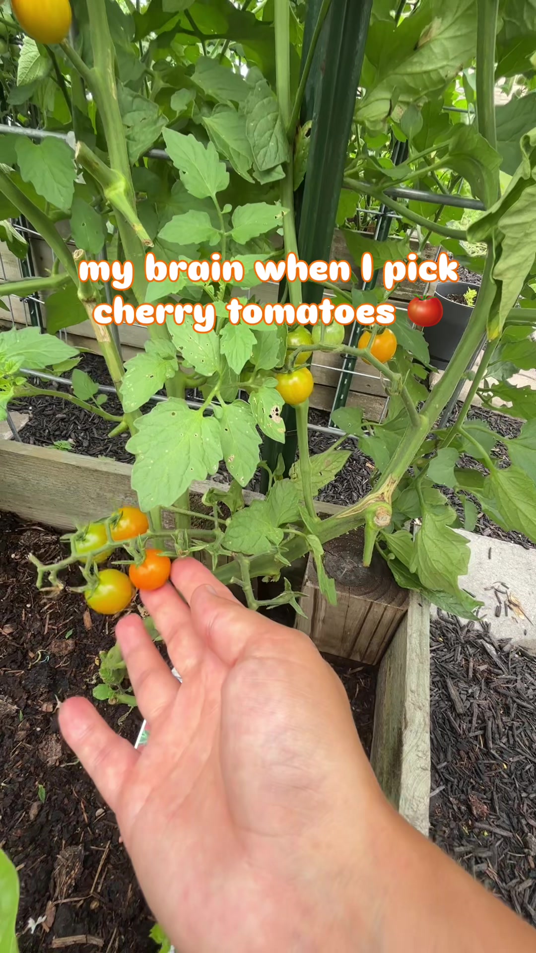 @EMILY