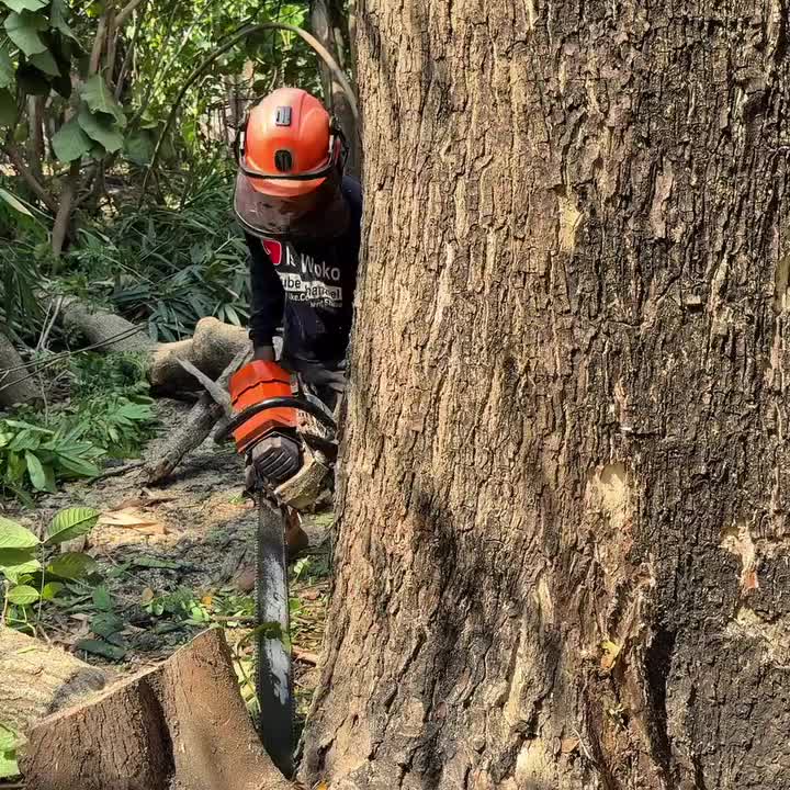 @Alex Tree Climber 👷 🇺🇸