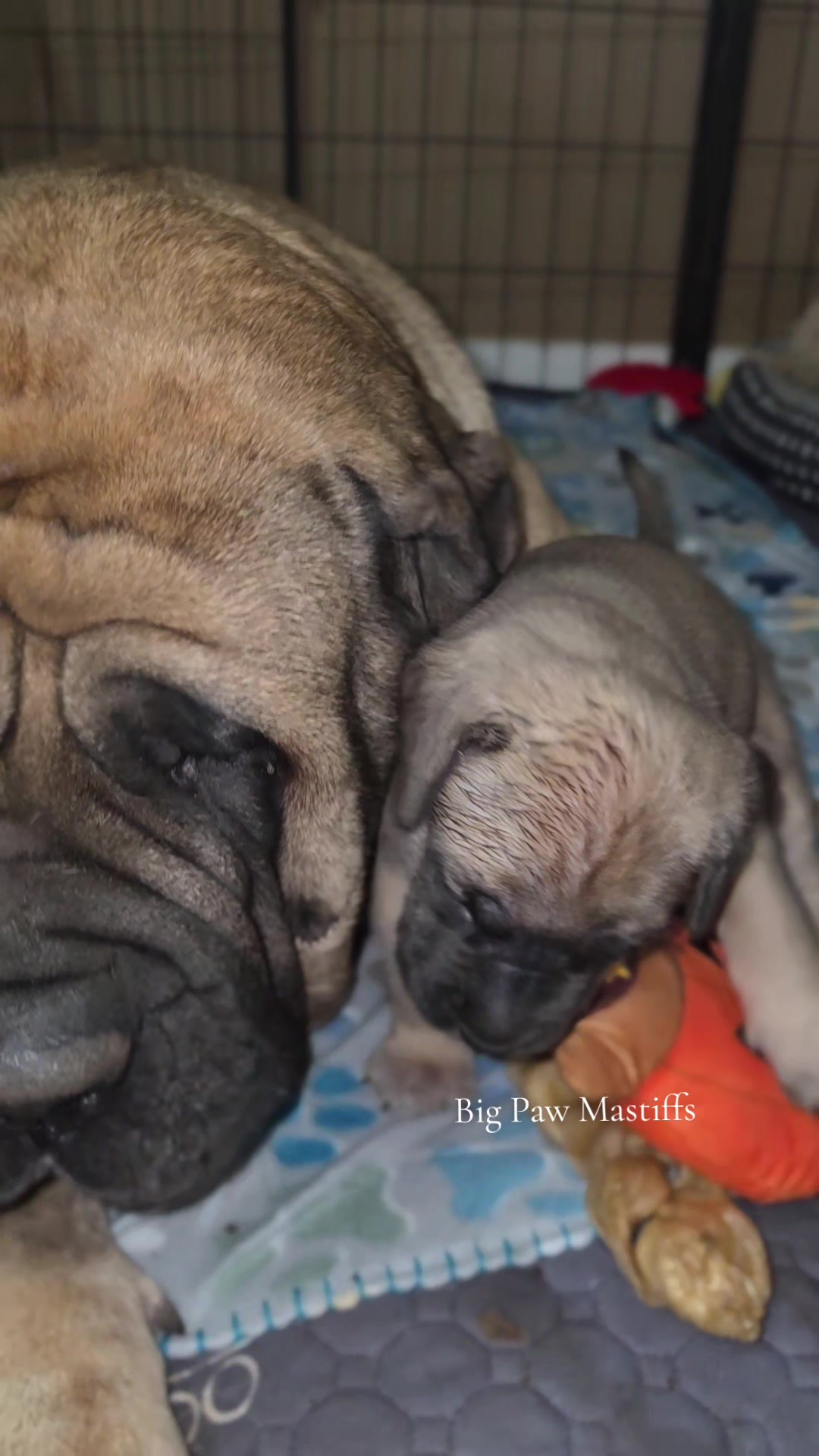 @Big Paw Mastiffs