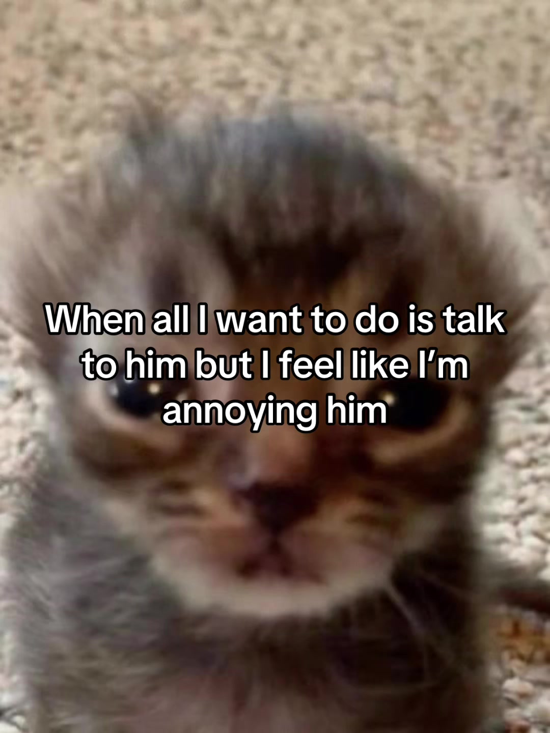 @LavanderCat