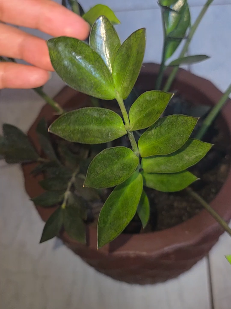 @Dicas e Receitas Naturais