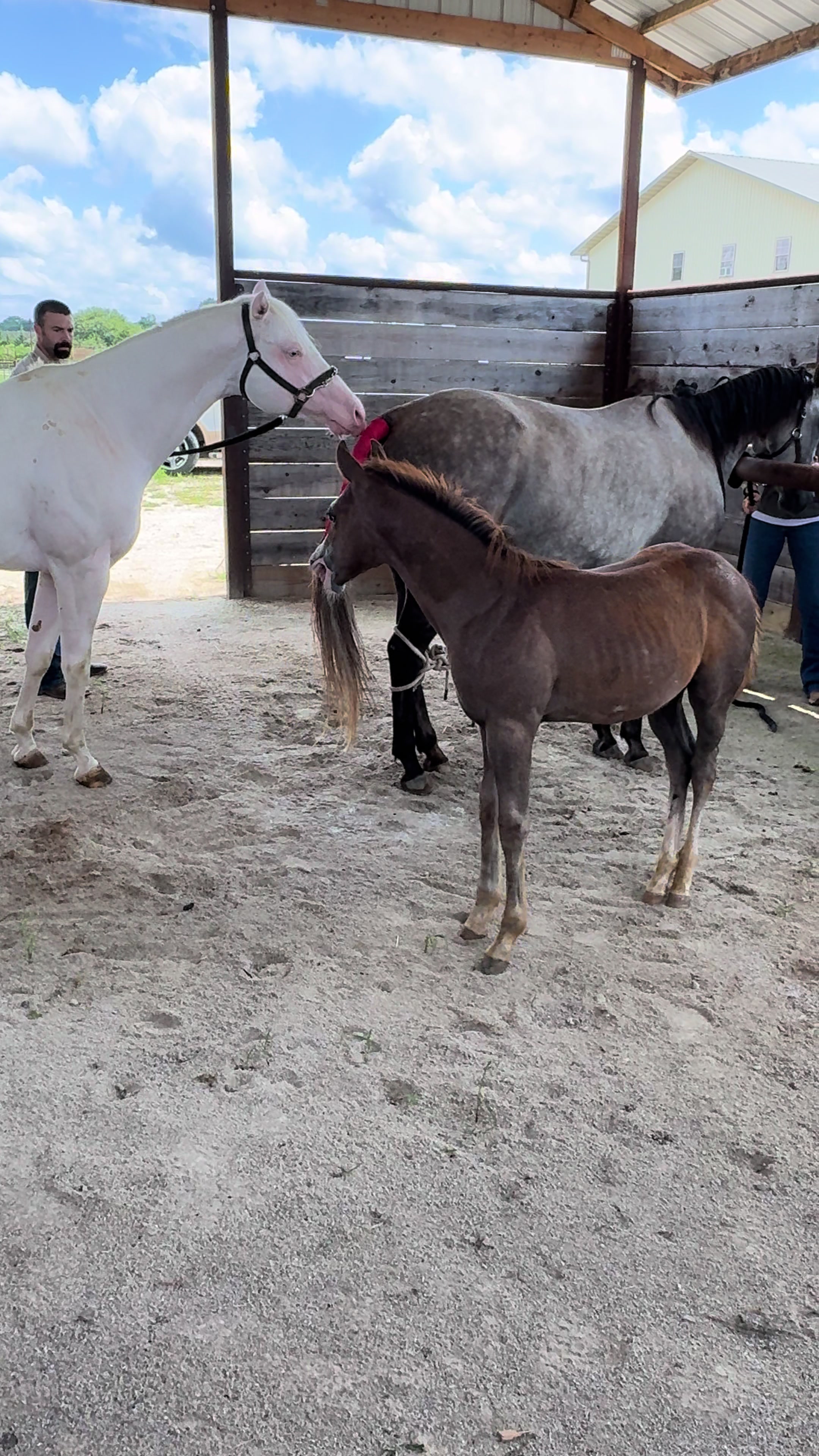 @R.L.P Quarter Horses