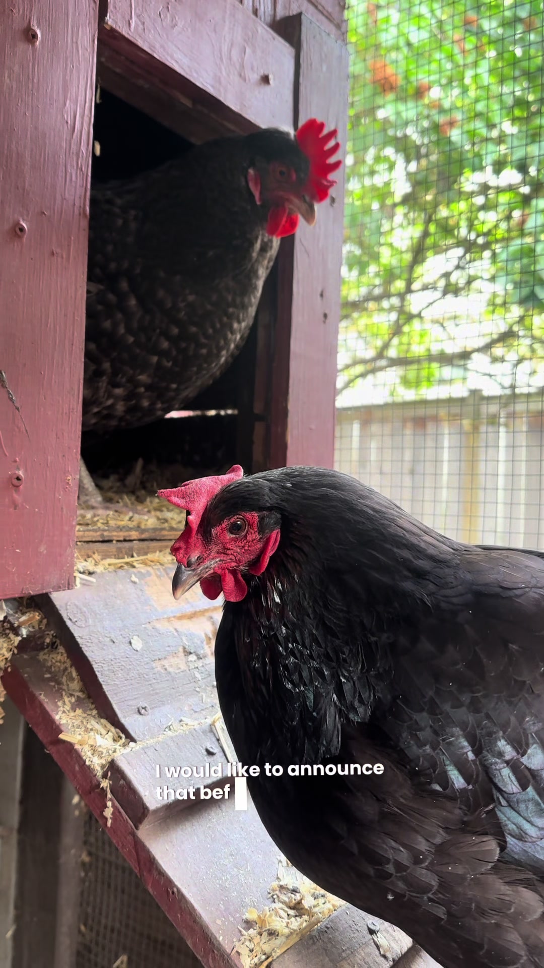 @FusterCluck Farm