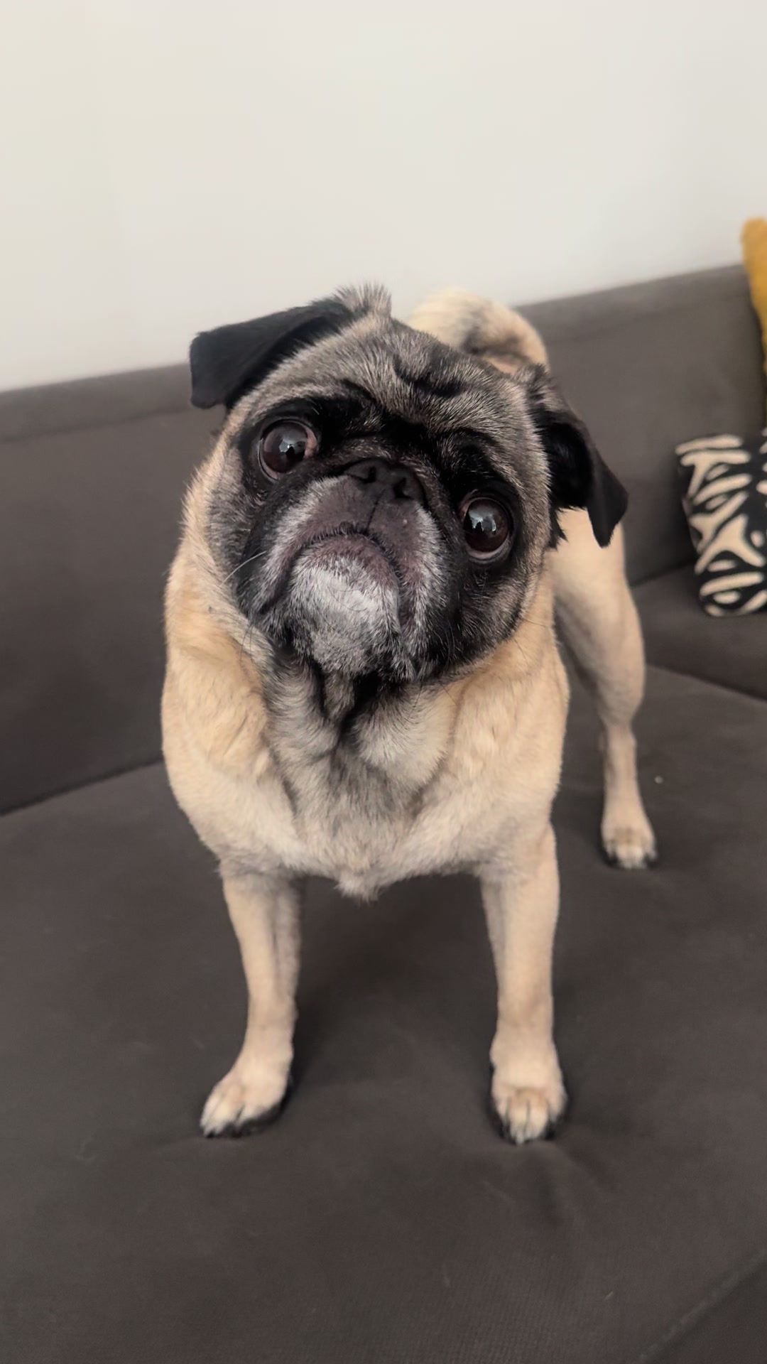 @thepugfang