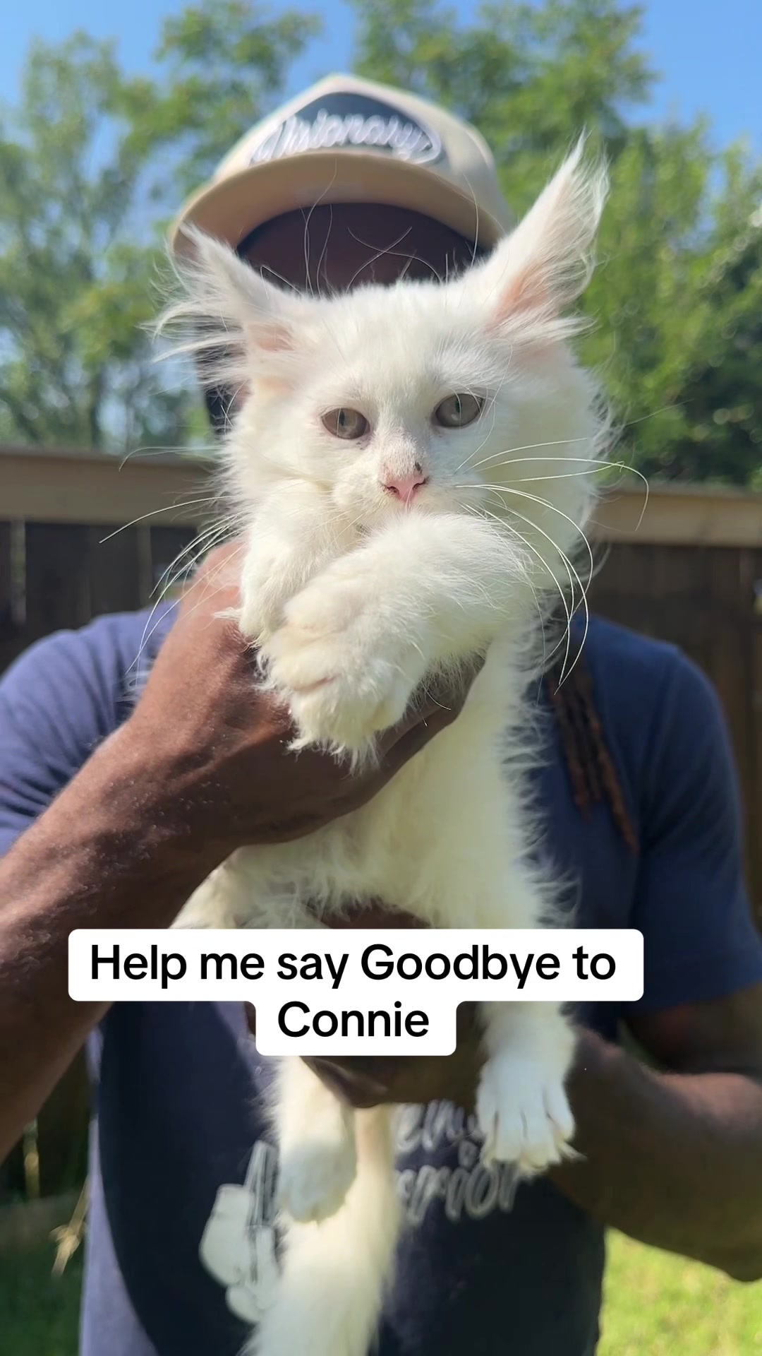 @Tycoon_Mainecoons
