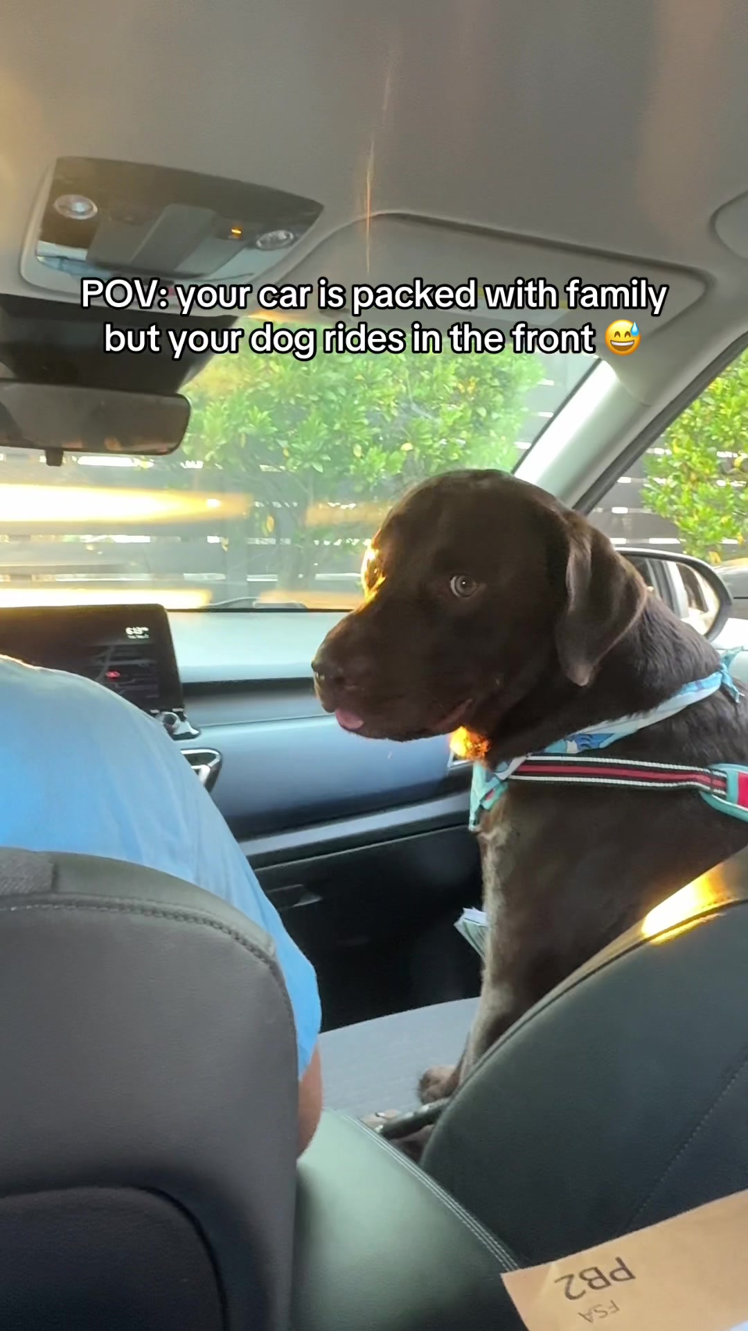 @Bruno Chocolate Lab