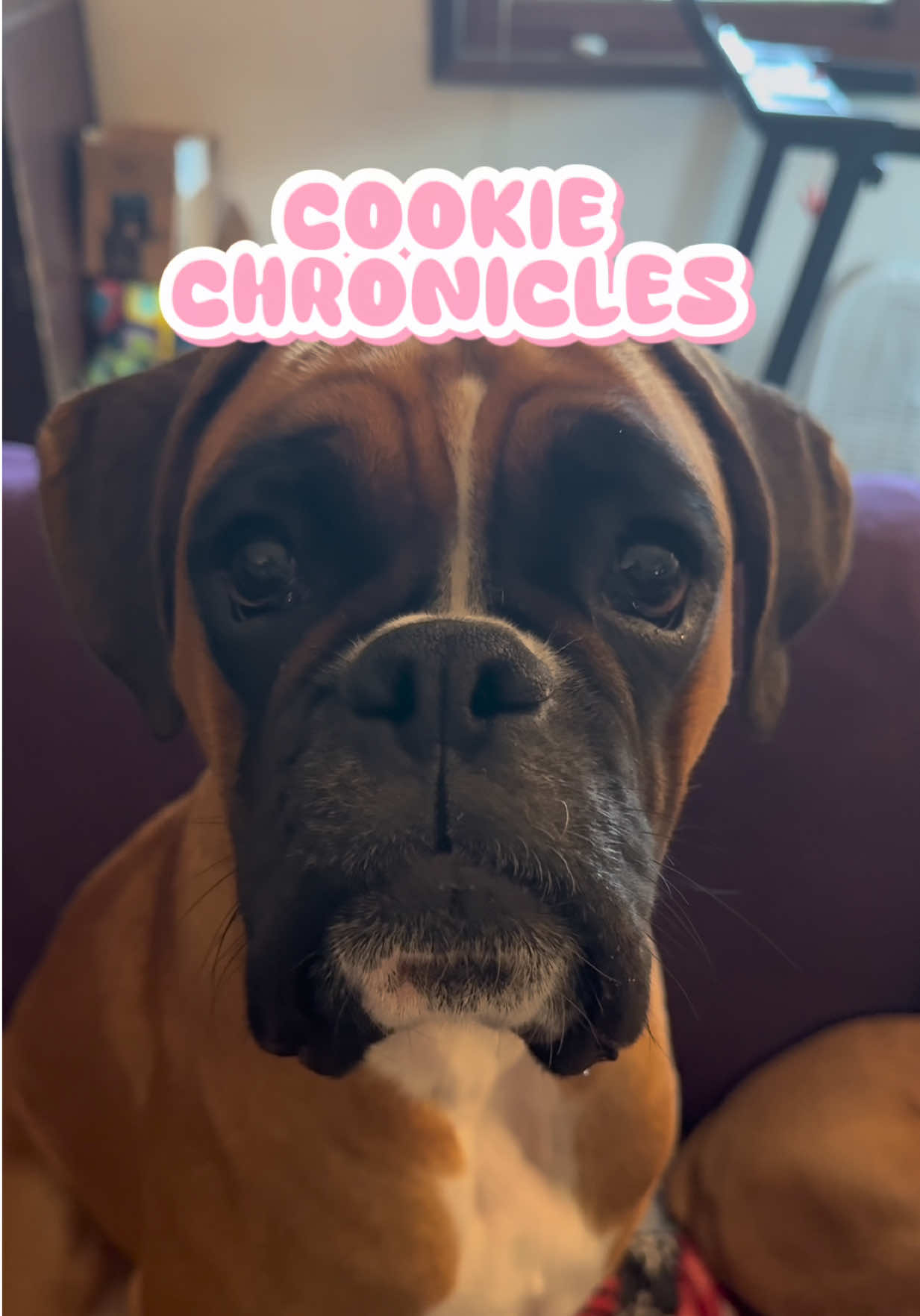 @boxermadness