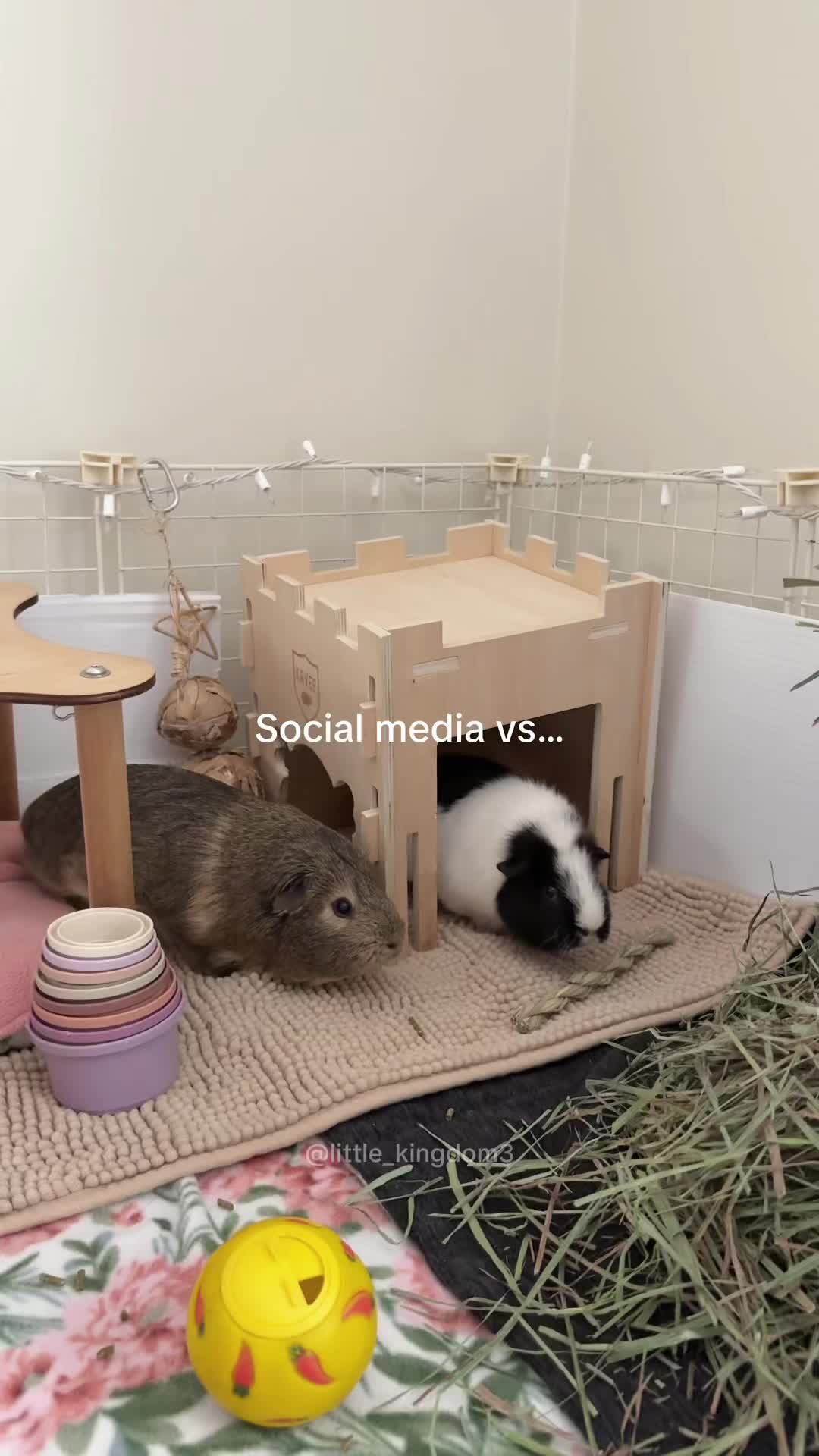 @Ashlyn | Little Zoo 🧺🐾
