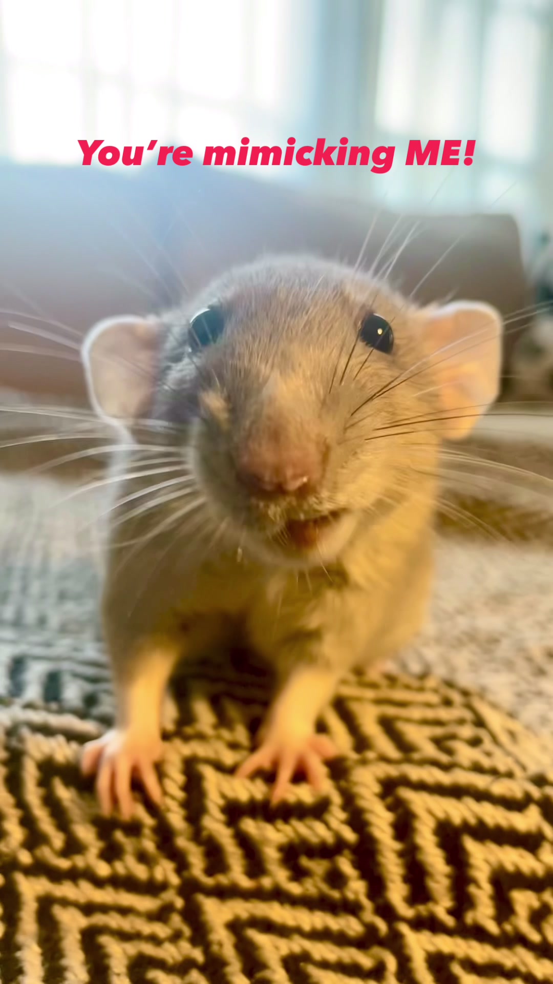 @RatsHaveFeelingsToo