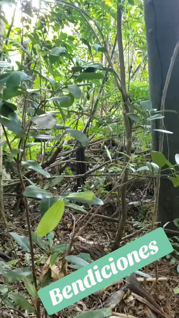 @lapiratadelcaribe_lajefaRH