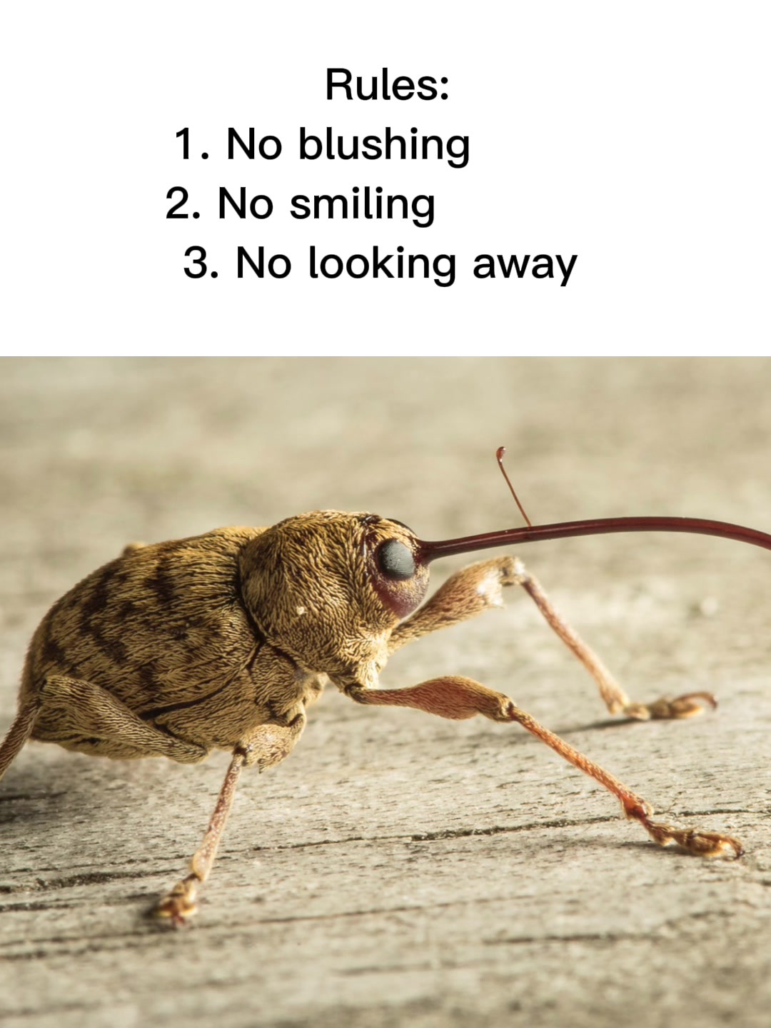 @laz 🕷️