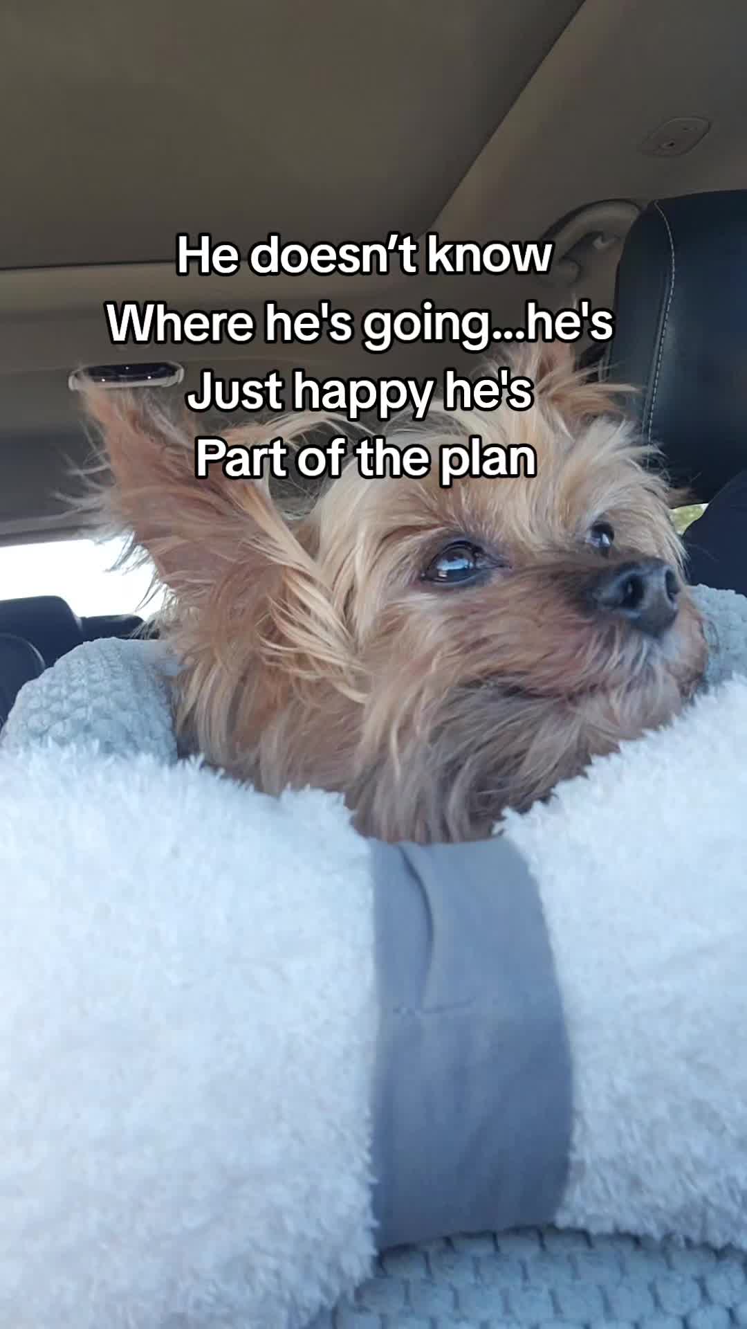 @Chase the Yorkie