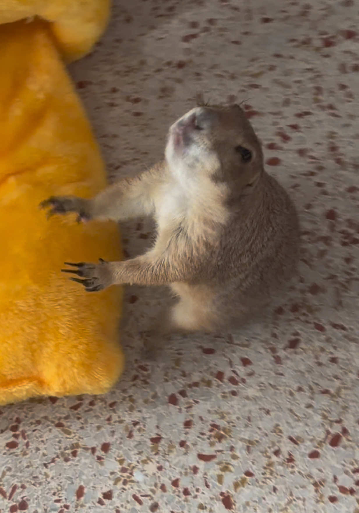 @Poppy the Prairie Dog