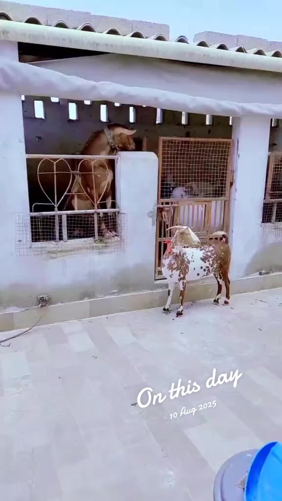 @Mustafa Goats