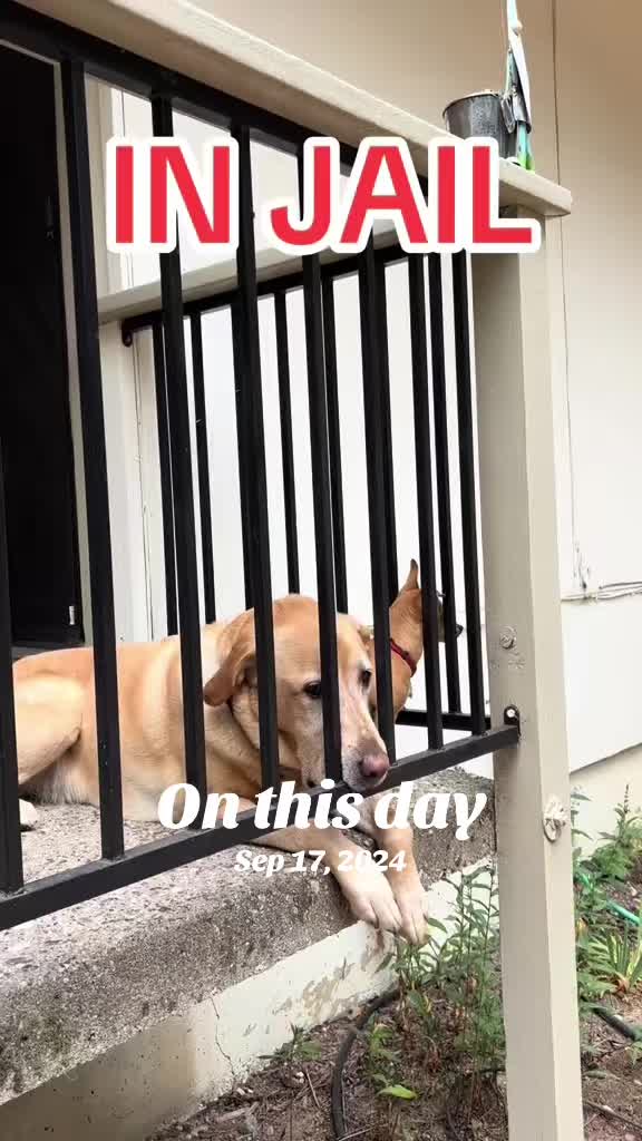 @LittleDog&Bogie