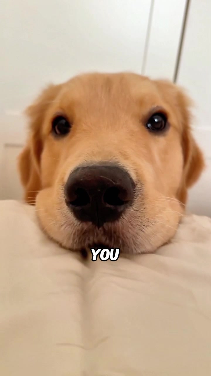 @rescuetails