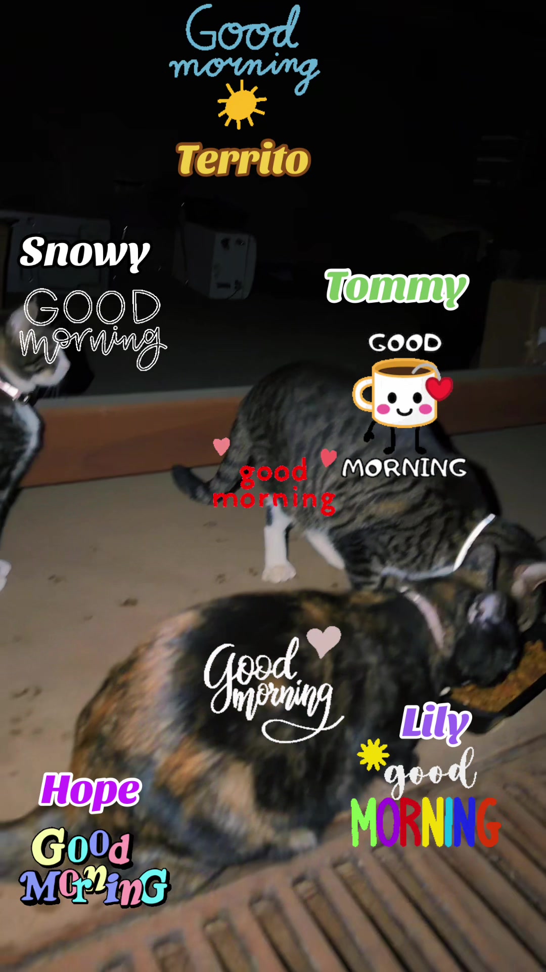 @Amri Gatitos