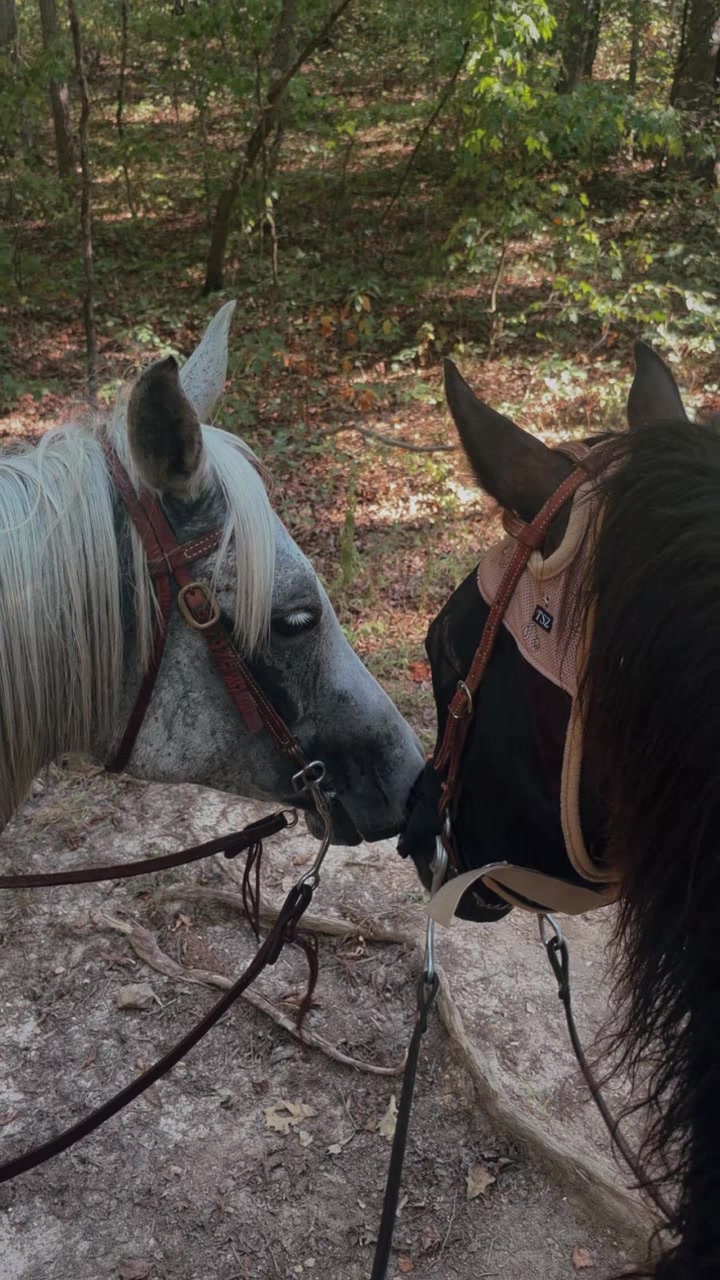 @📚Rebecca N Doodles🐎