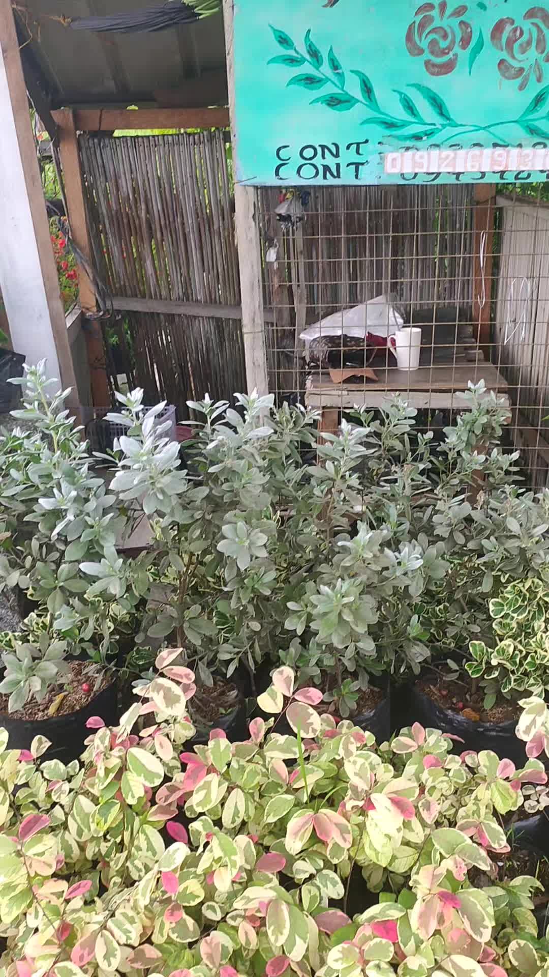 @Beautiful Garden of Eve