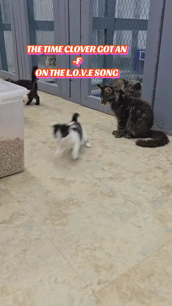 @@actionfarmsmainecoons