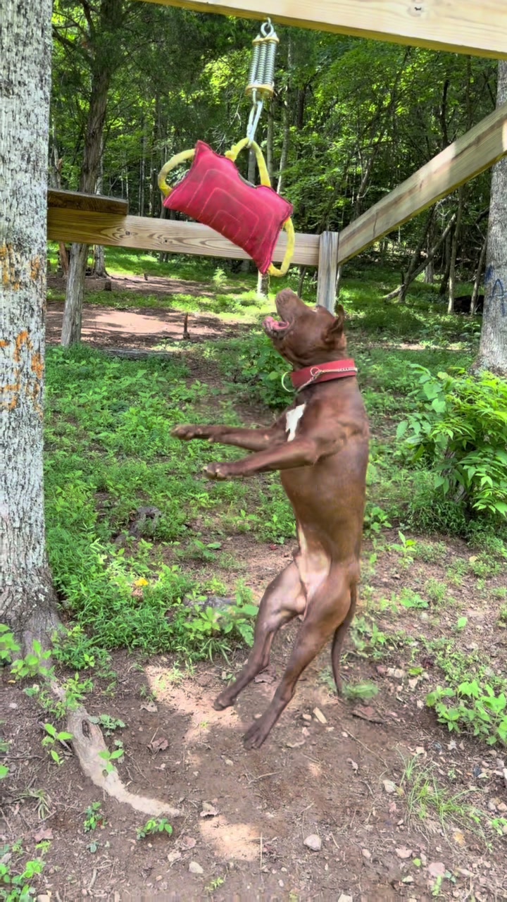 @WorldGoneMadKennels