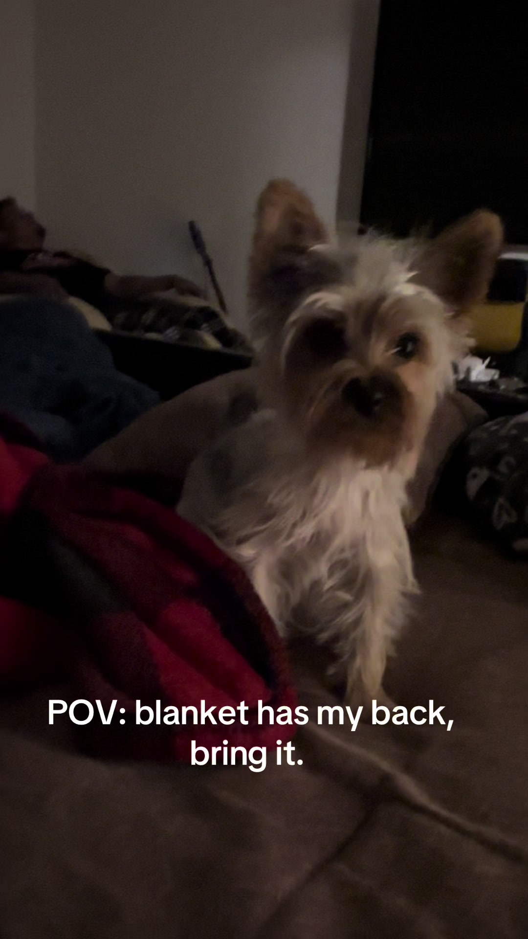 @Penny the Yorkie