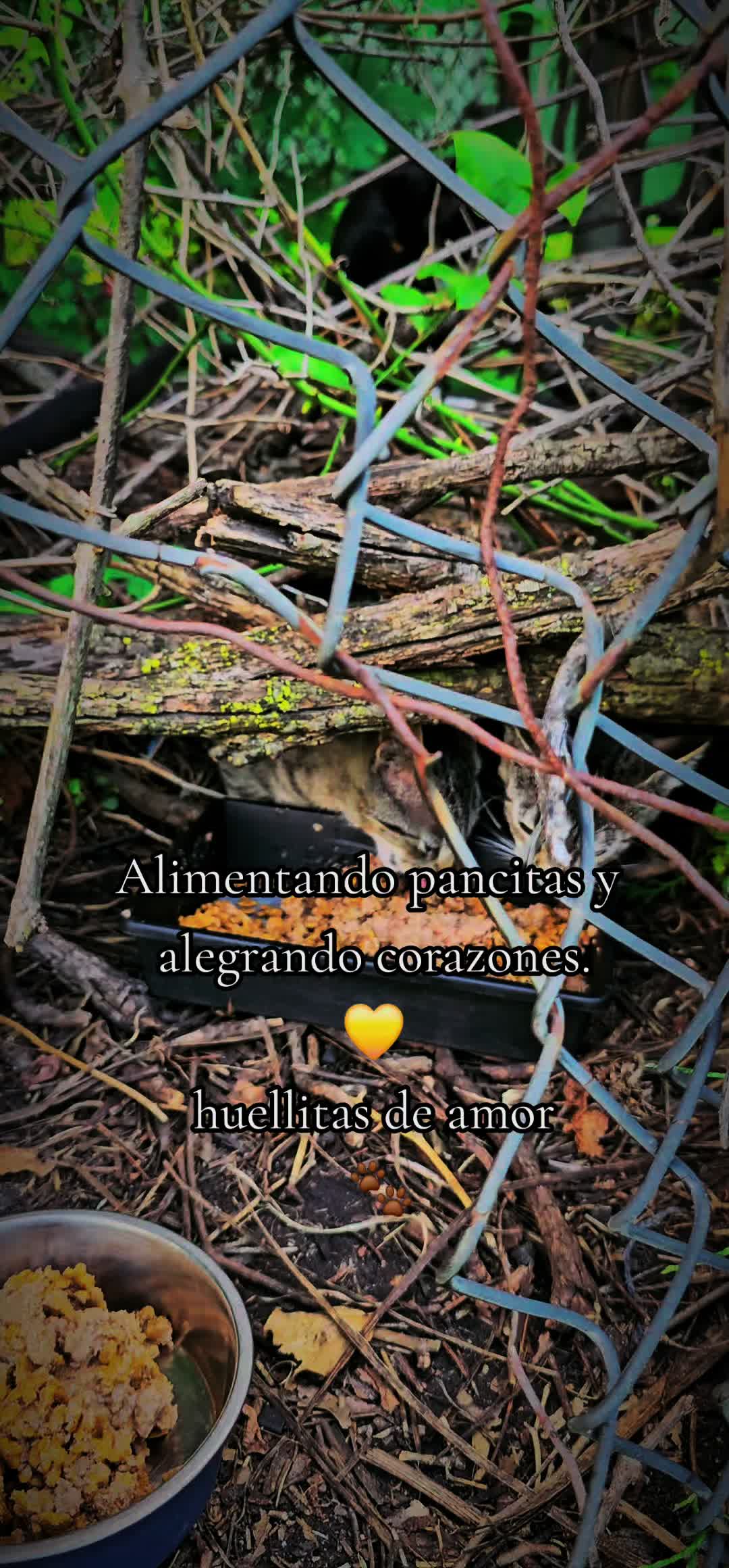 @🇲🇽Guli.Carrada 🐈⬛