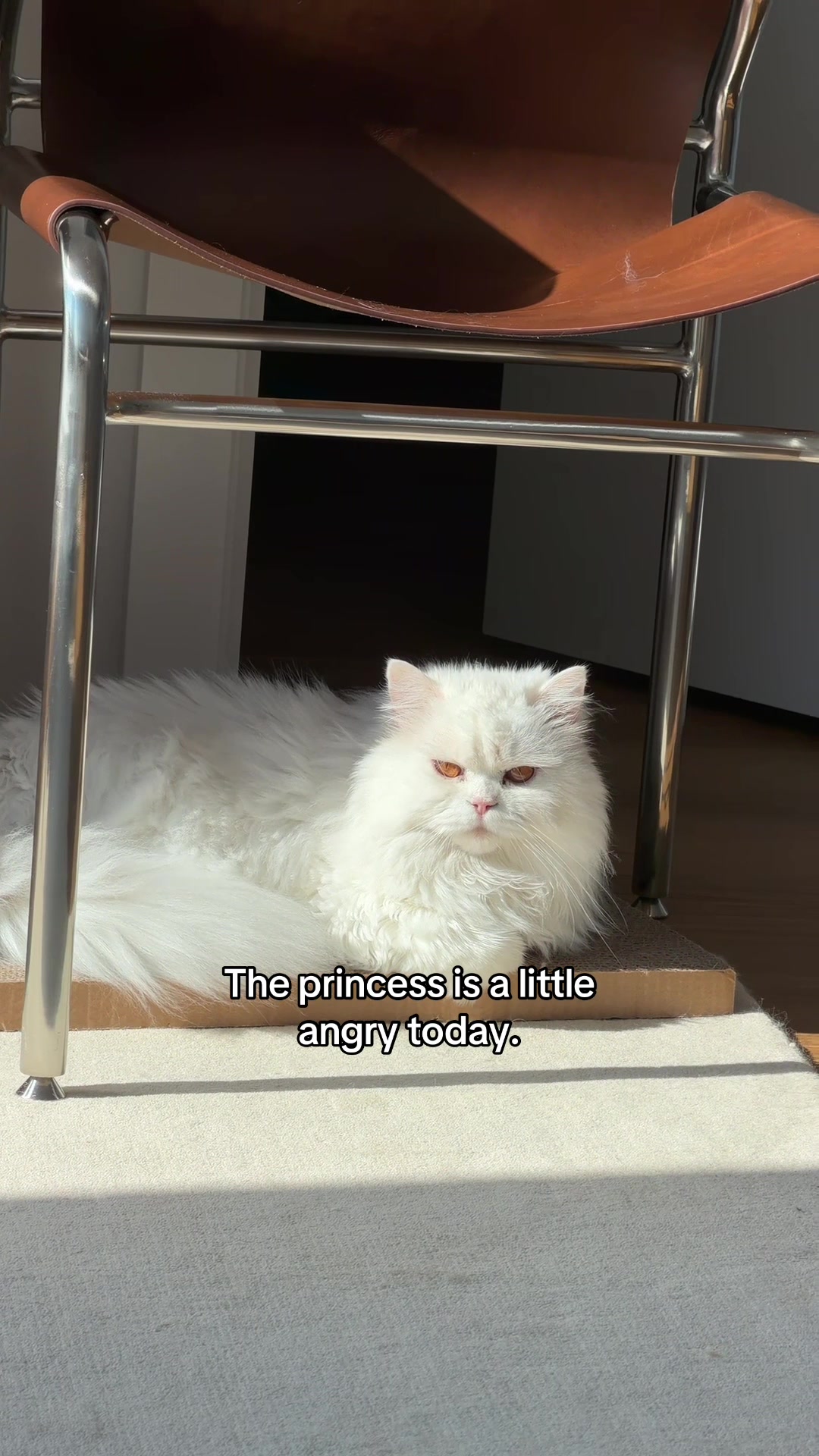@Cleo the City Kitty