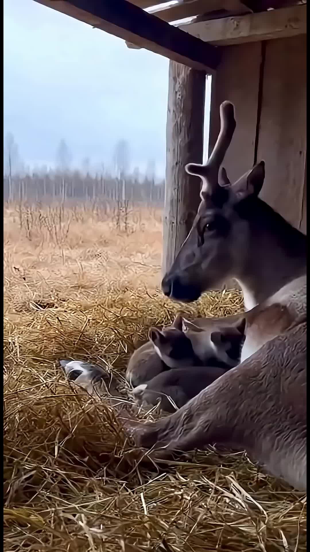 @qxceyylvabsr