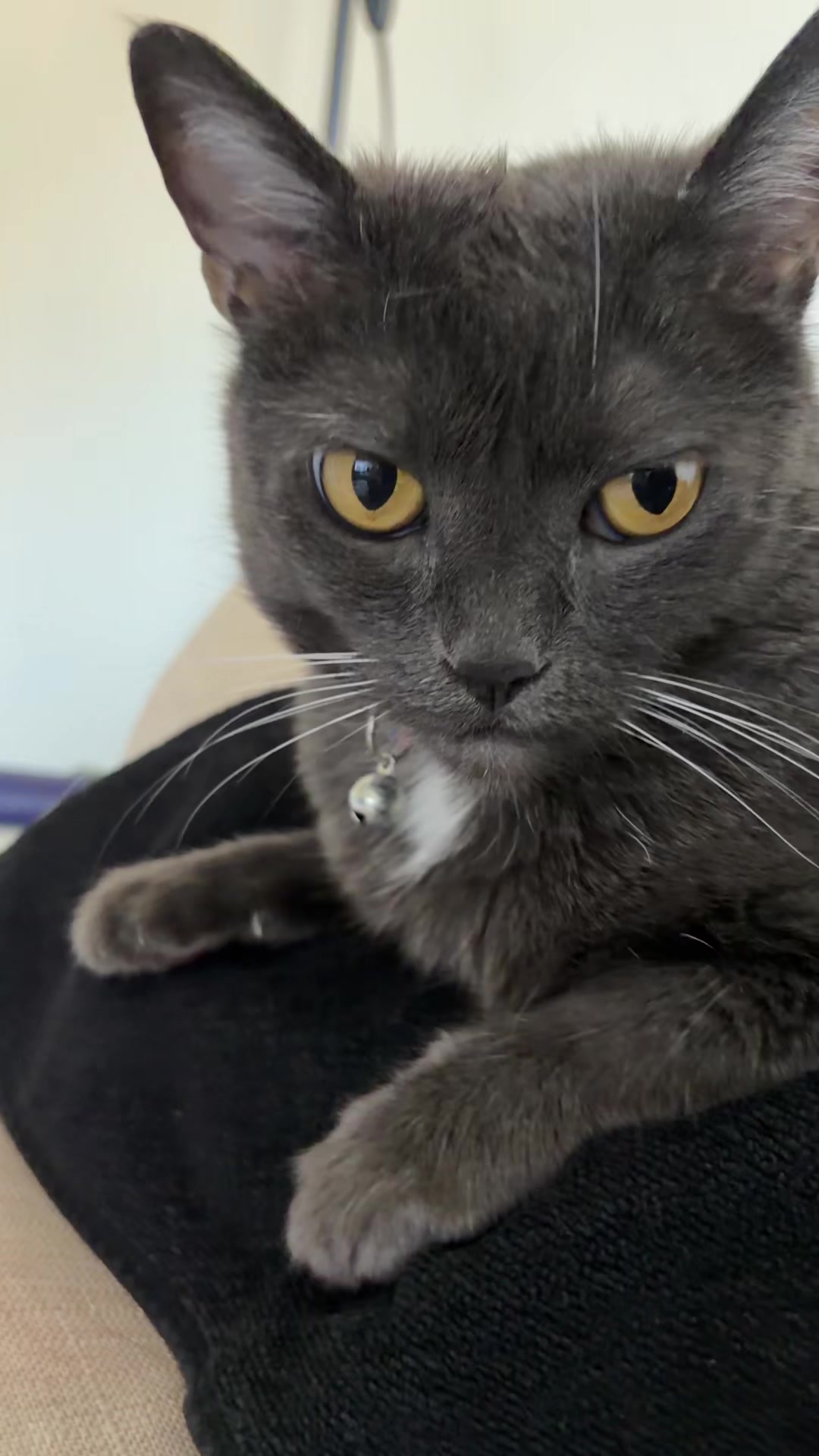 @zeldathecutecat