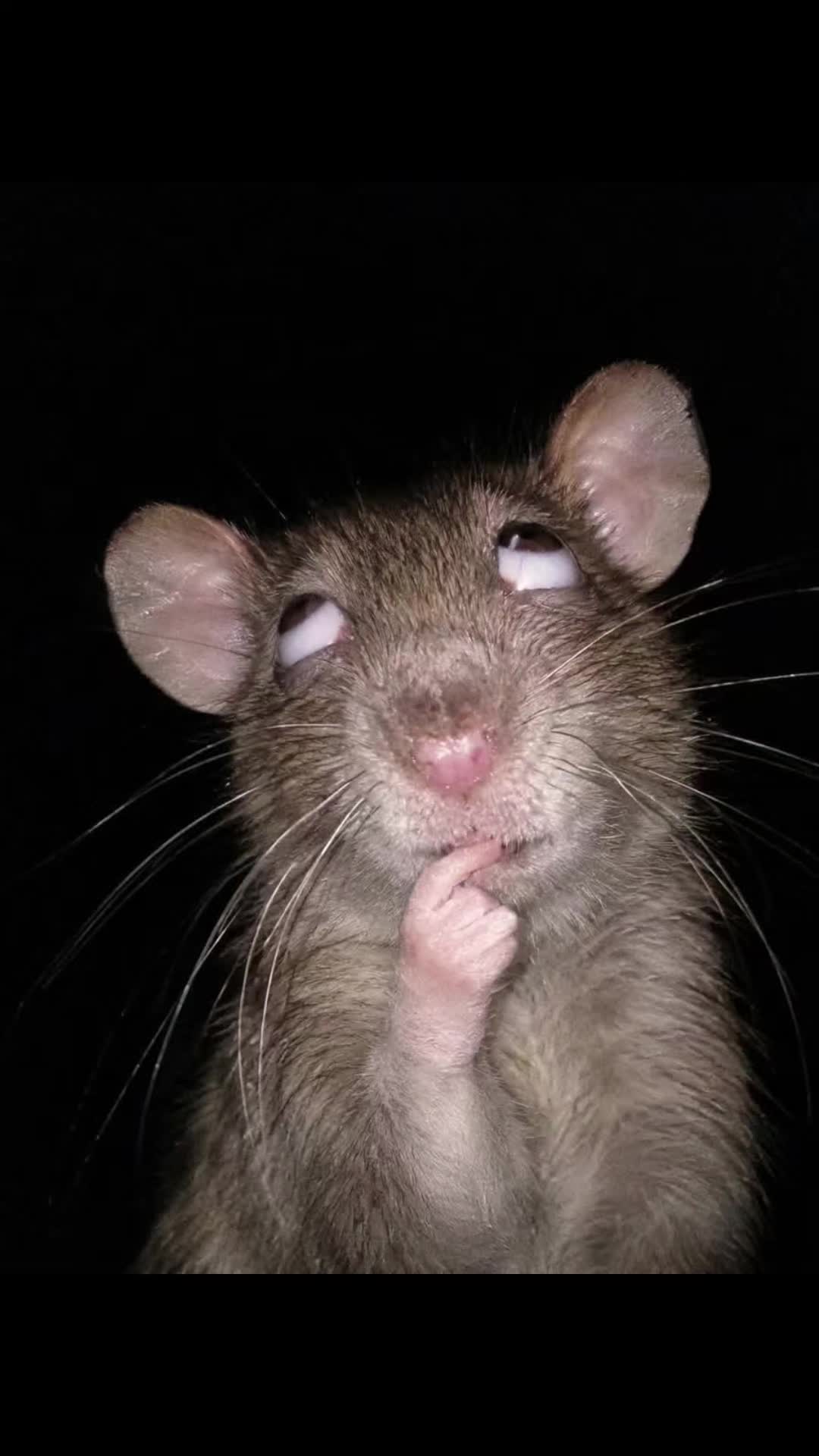 @Mooon