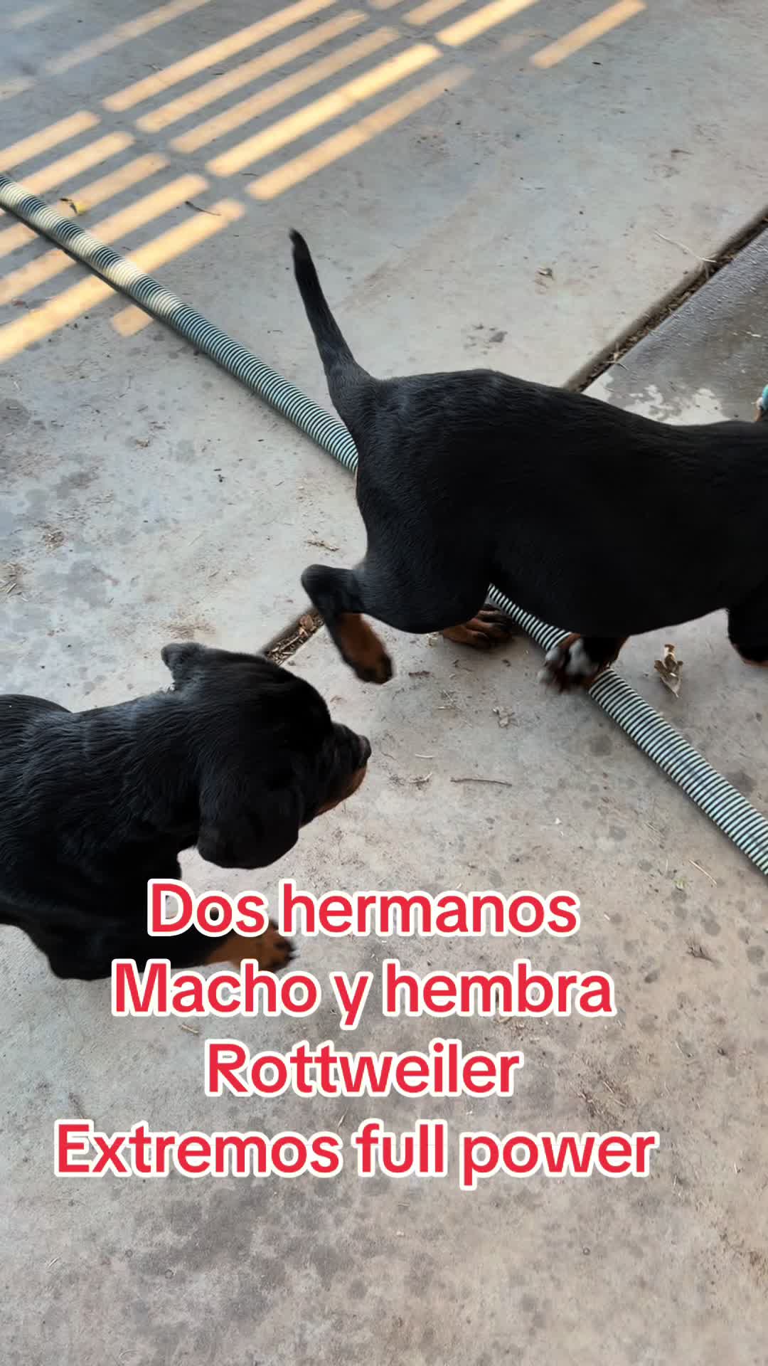 @✨VON DER MUÑOZ ROTT’S✨
