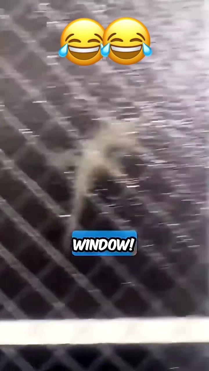 @Funny_pets