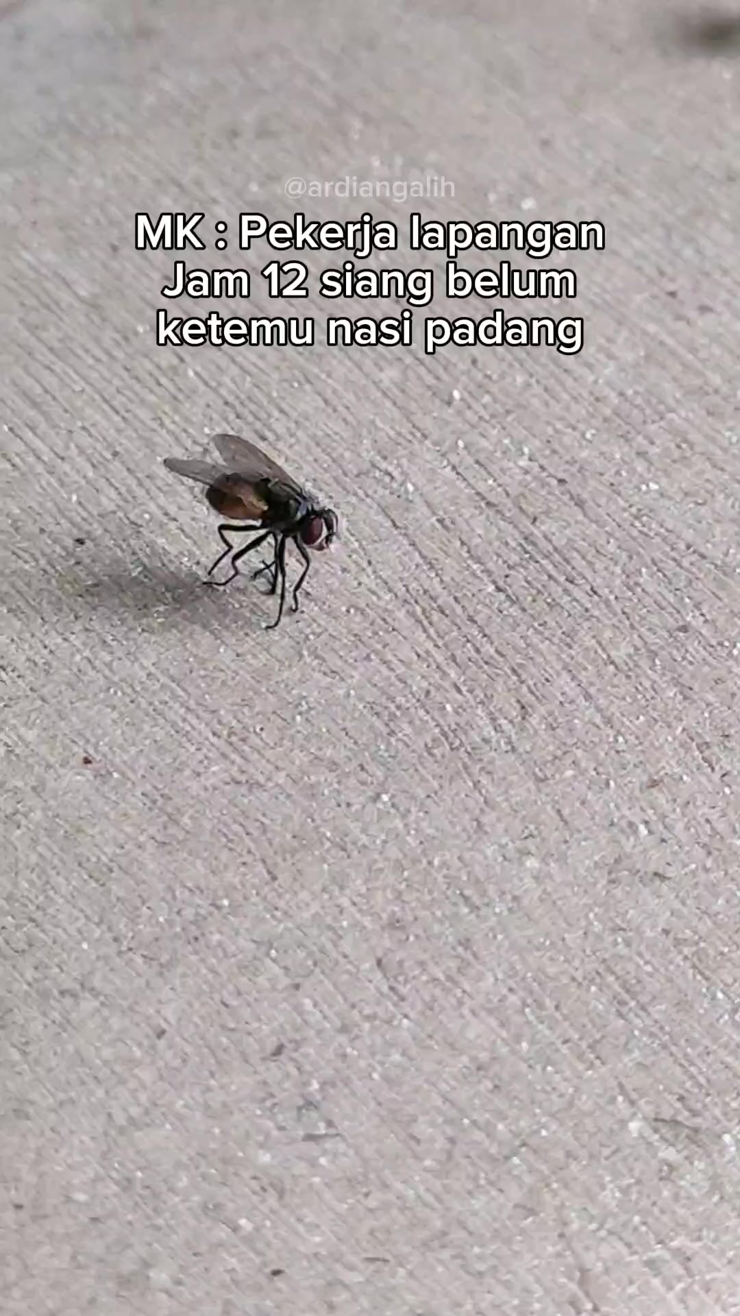 @Ardian Galih 🐜