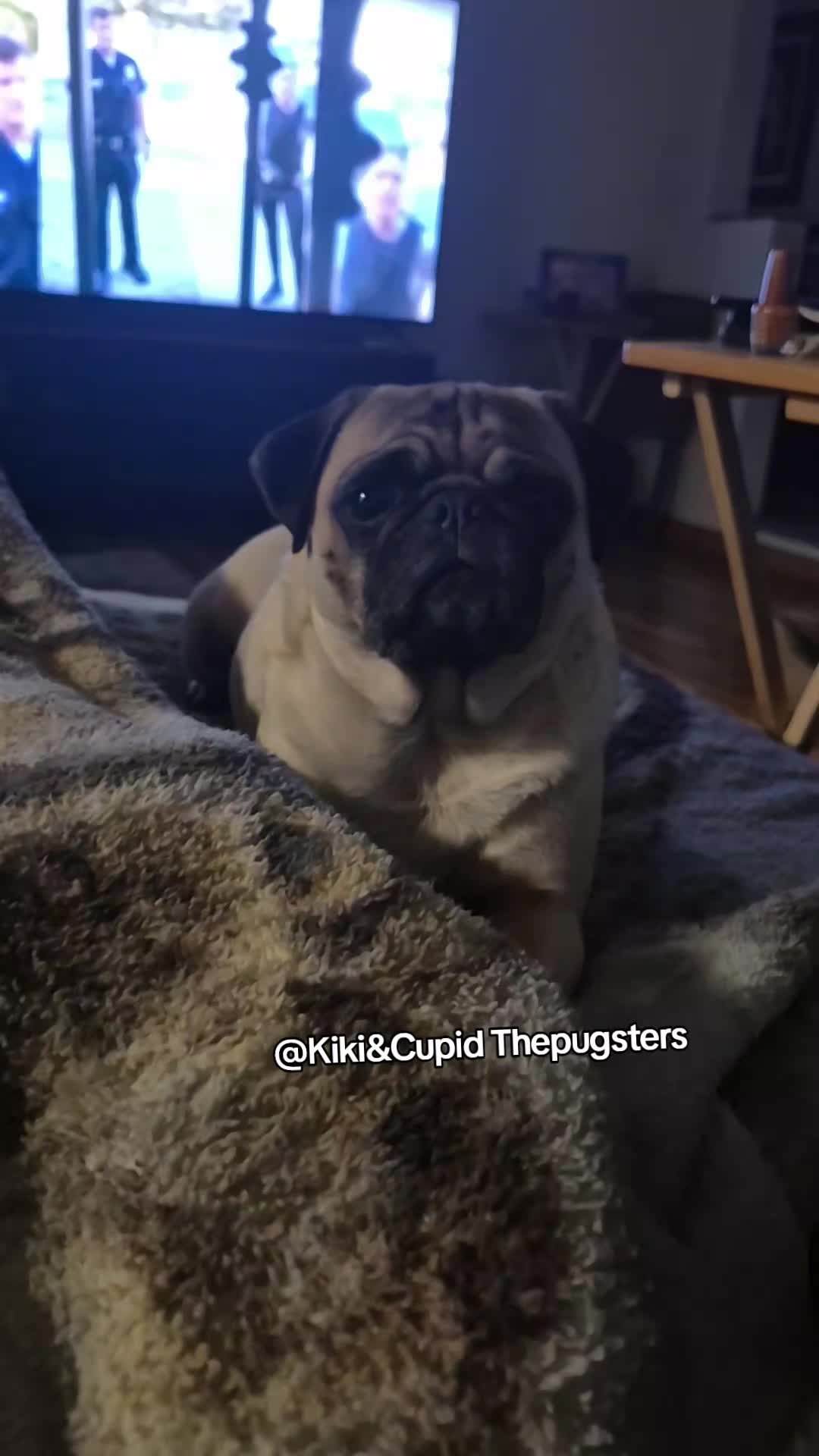 @Kiki&Cupid Thepugster