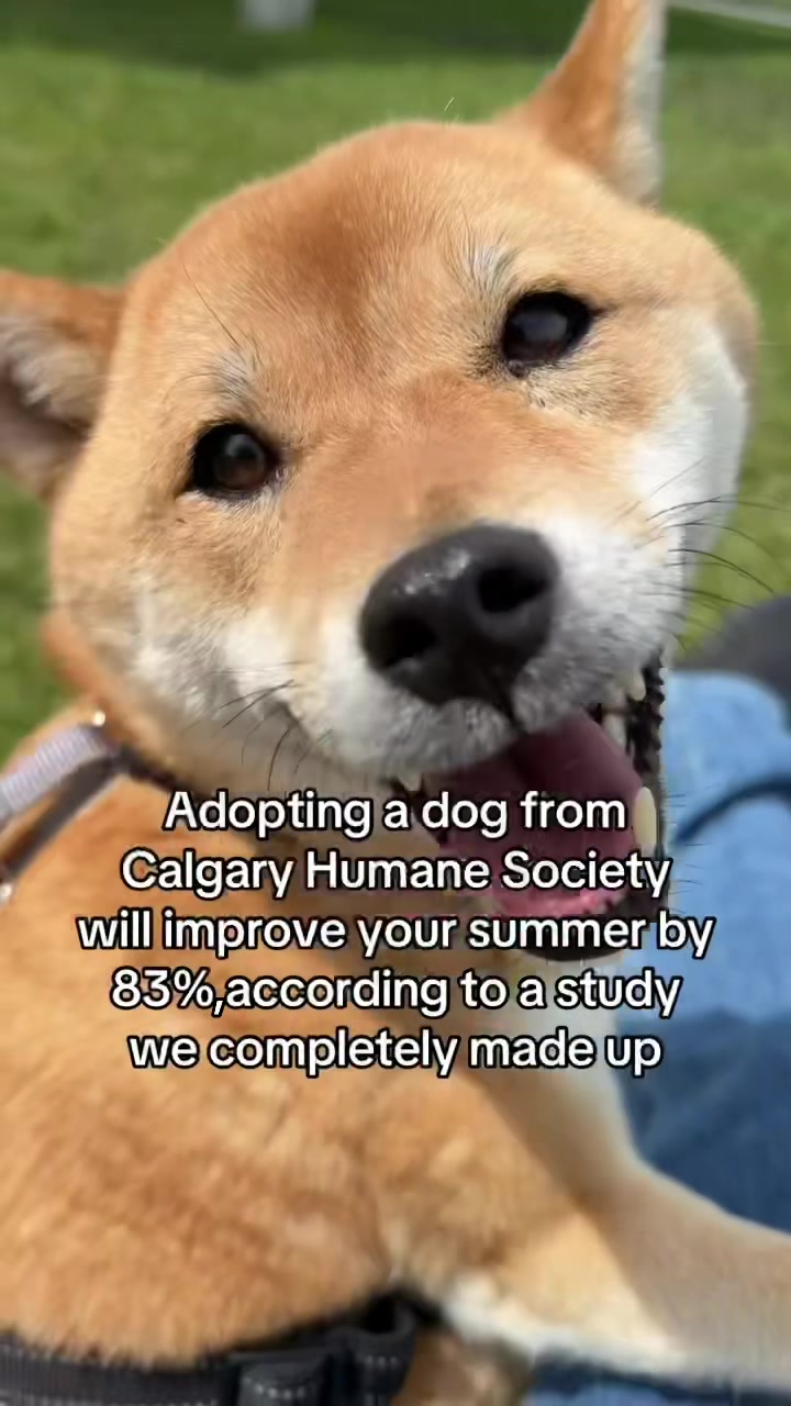 @Calgary Humane Society