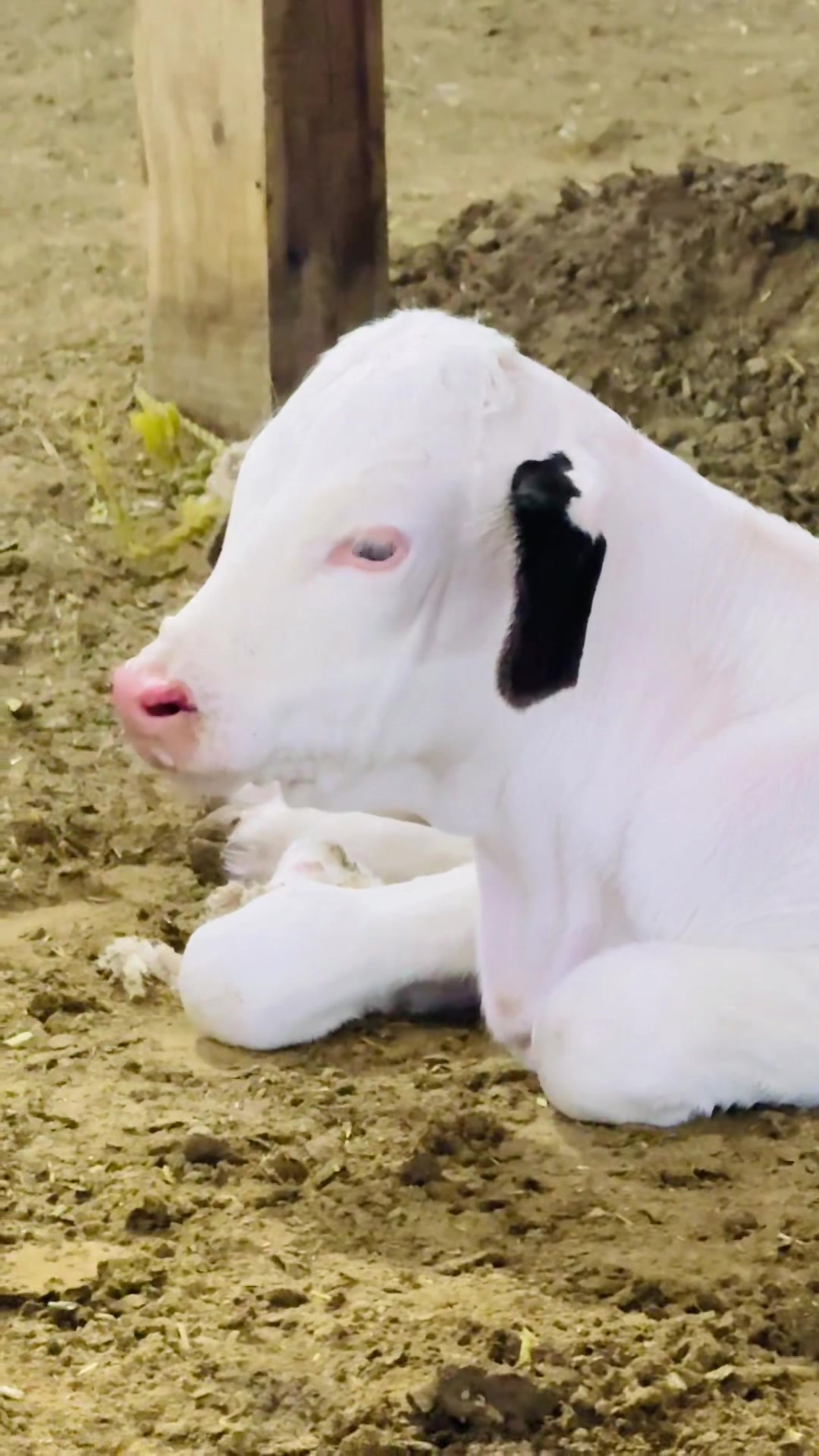@Unique Cattle Farm
