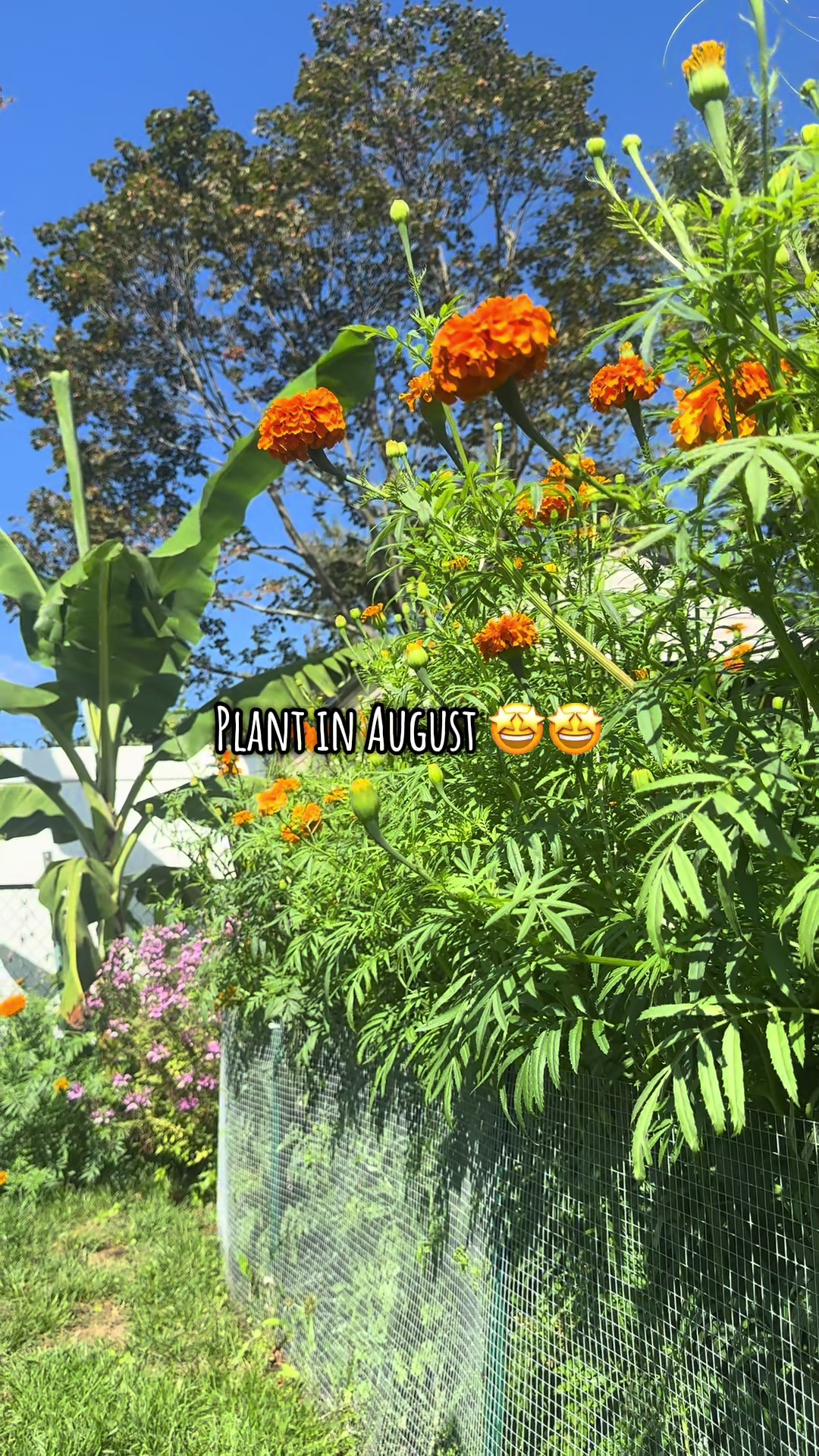 @plantsbyfern