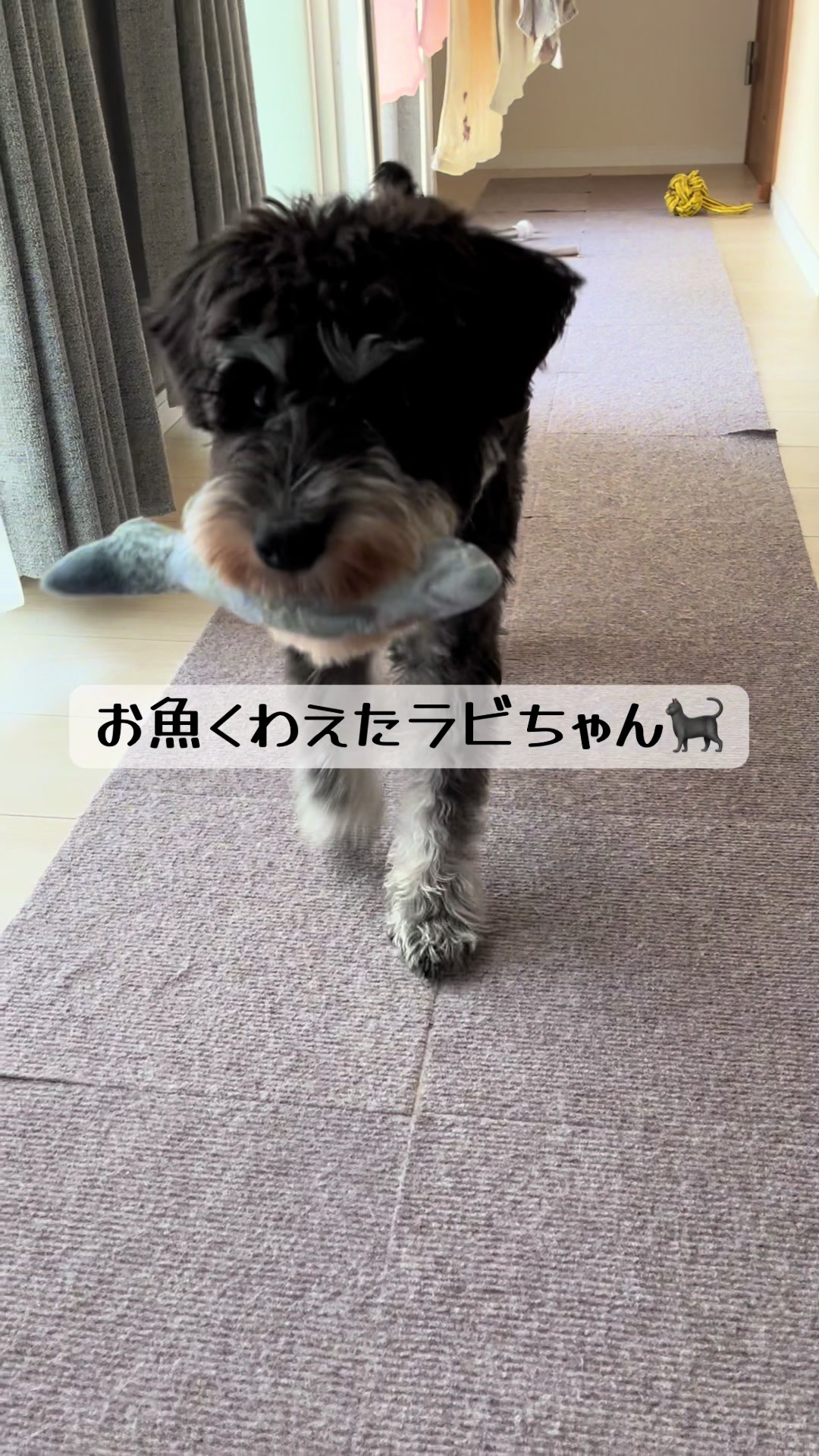 @ミニシュナらび