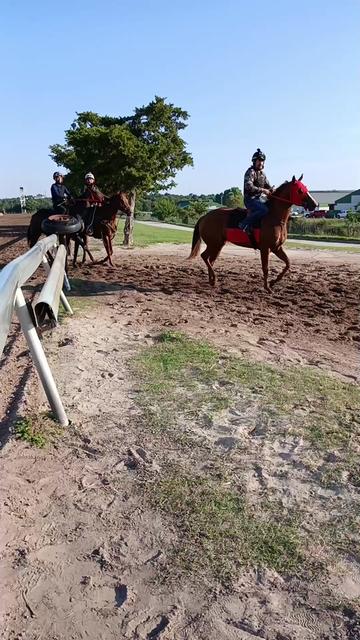 @morfeo 🐦⬛🏇🌾