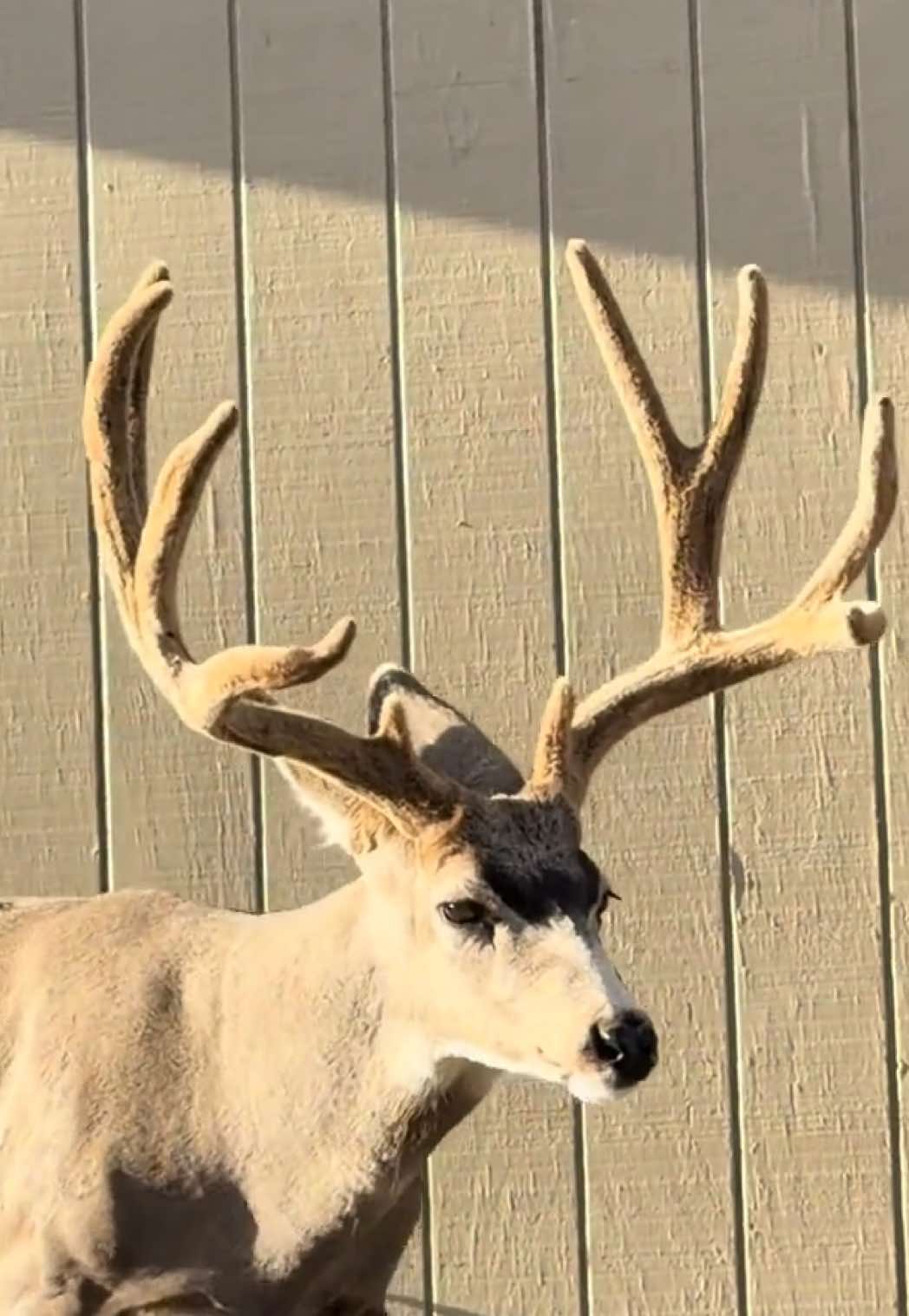 @Emalee ⛰️✨🦌