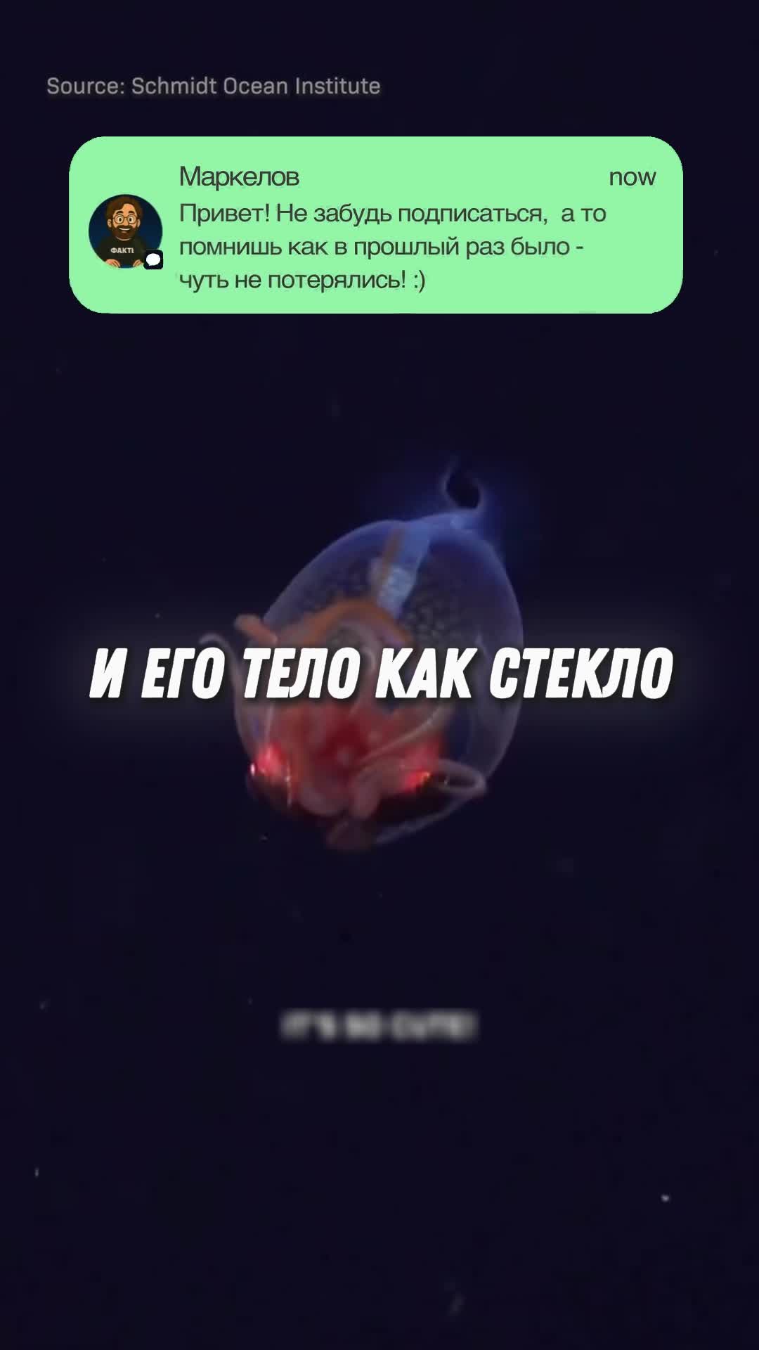 @markelov_facts