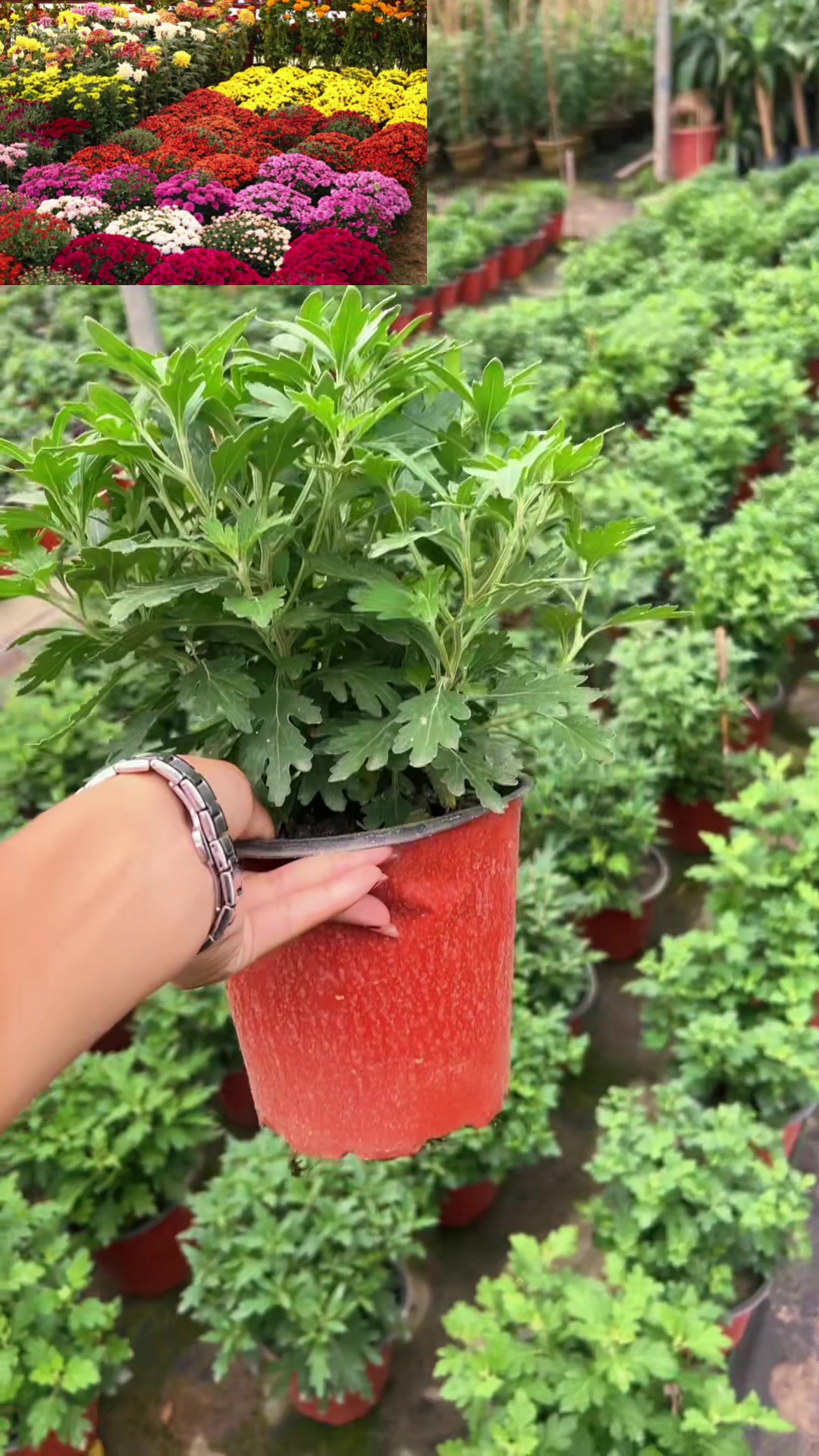 @Uday Garden Centre